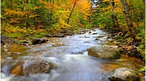 Free Guided Walks Every Week