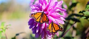 Butterflies Flutter By 300x132 Butterflies Flutter By