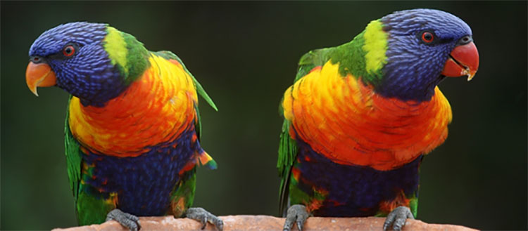 Travelling Birds